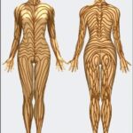 Do Humans Have Stripes? Can Cats See Them?