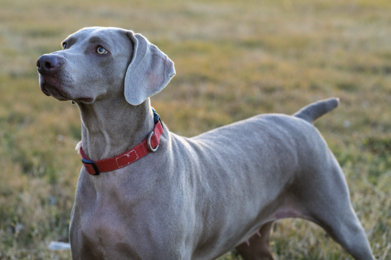 Unique Hunting Dog Names