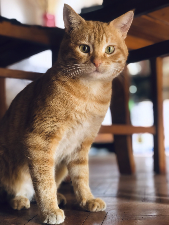 Names for Ginger Cats