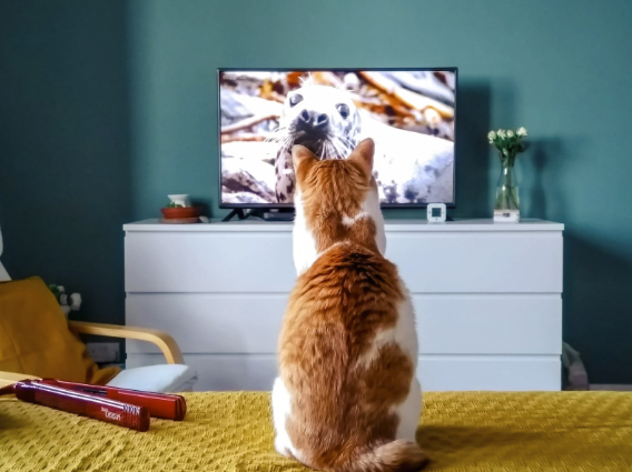79 Disney Cat Names Characters Female Male Pixar Unique Famous 