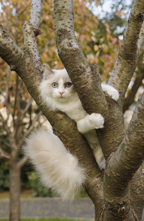 Female Cat Names white cat in tree