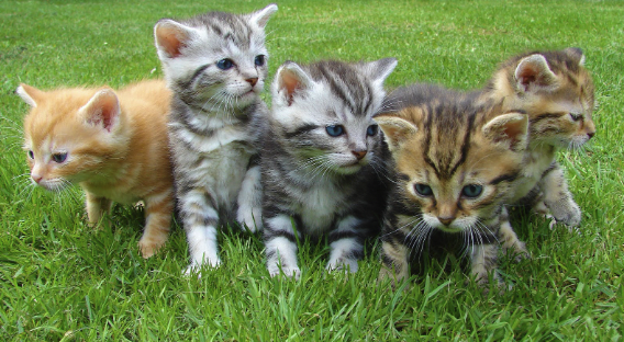 Cute Calico Cat Names