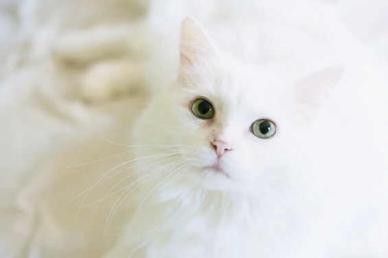 Cute Cat Names - White