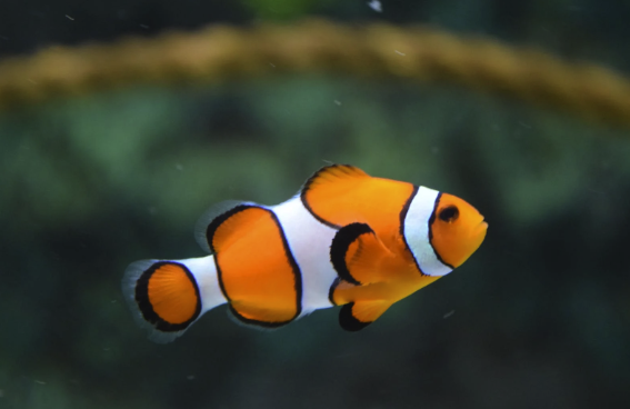 Fish Names clownfish