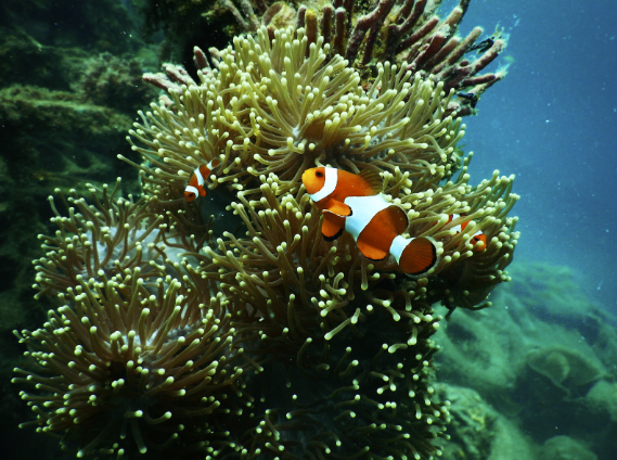 Clownfish    