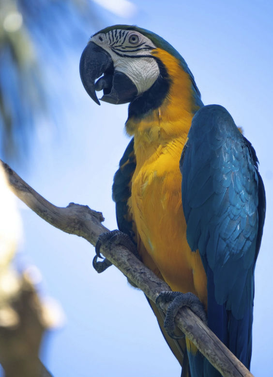 pet parrot sitting on tree branch