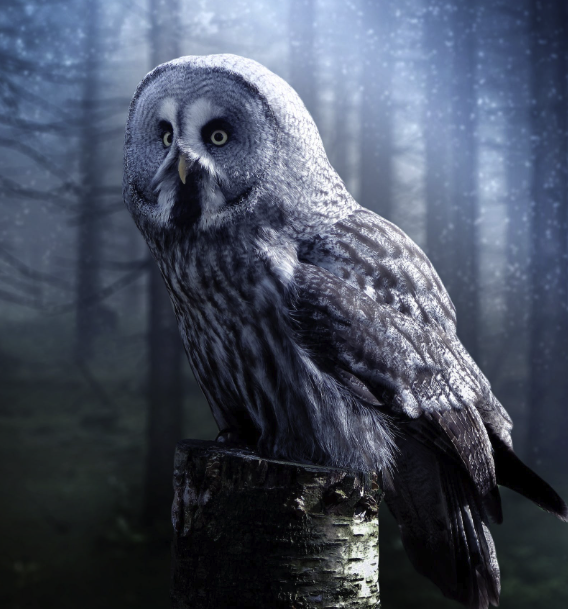 Names That Mean Owl