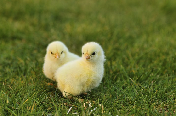 chickens in grass