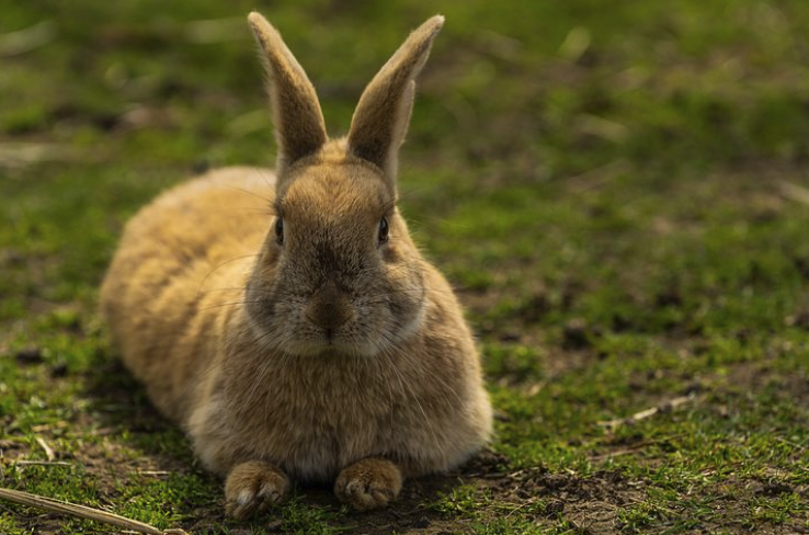 cute rabbit lying on grass