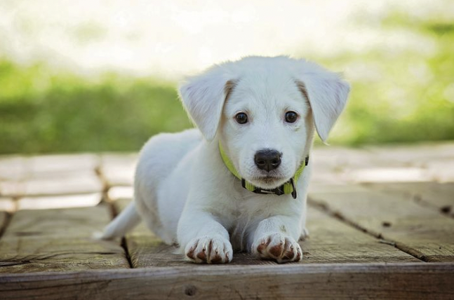 White Dog Names - Female